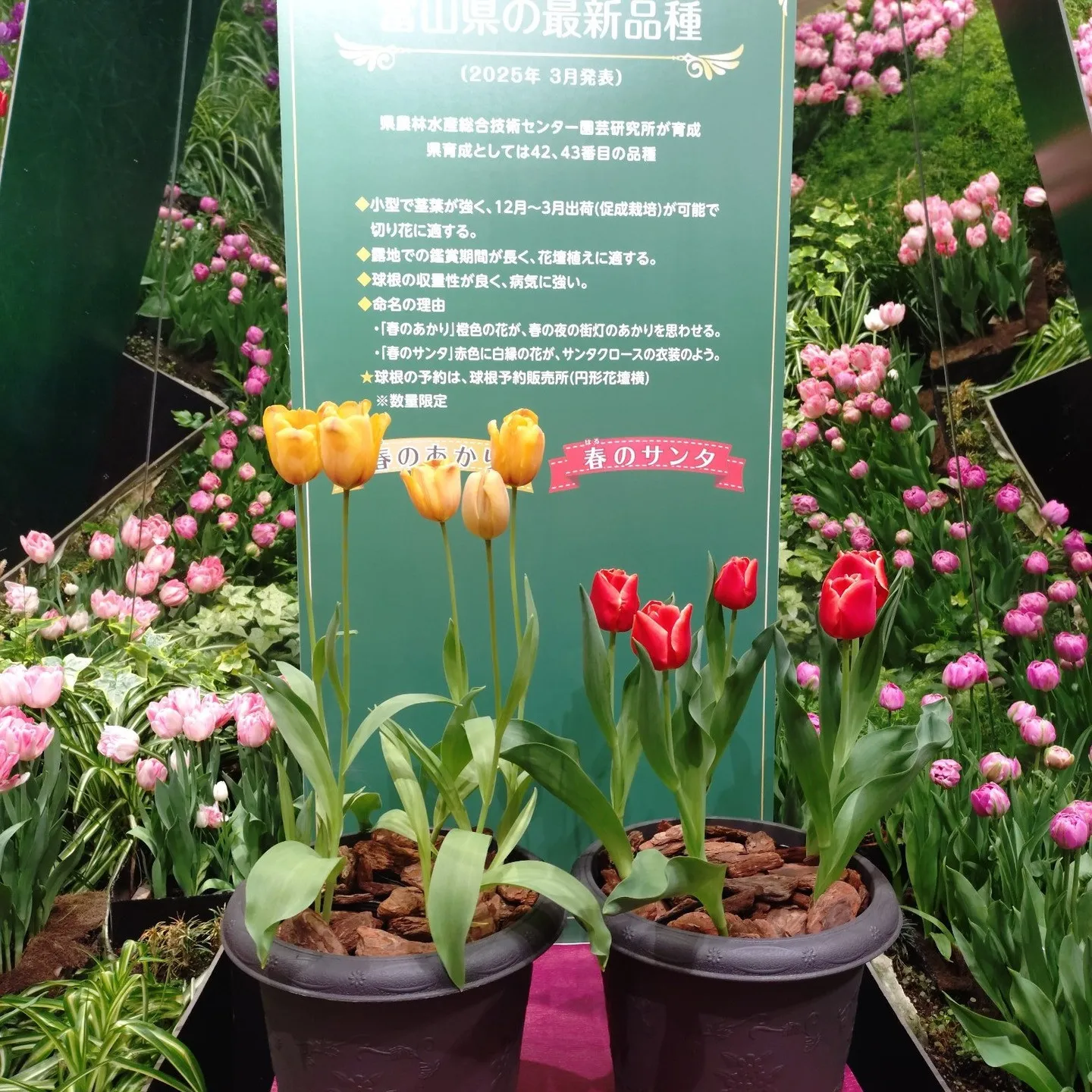 🔥 成功するスタートアップの共通点：「早期からの知財戦略」📊